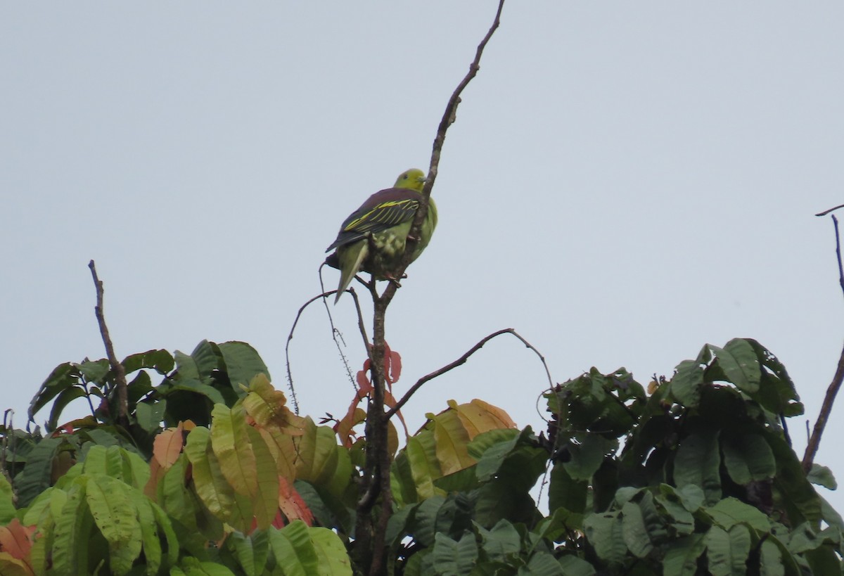 Sri Lanka Green-Pigeon - ML612725892