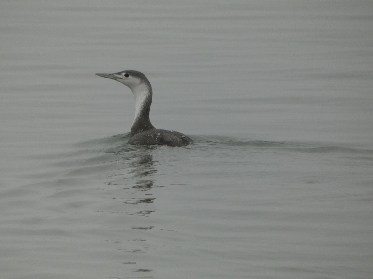 Red-throated Loon - ML612725911