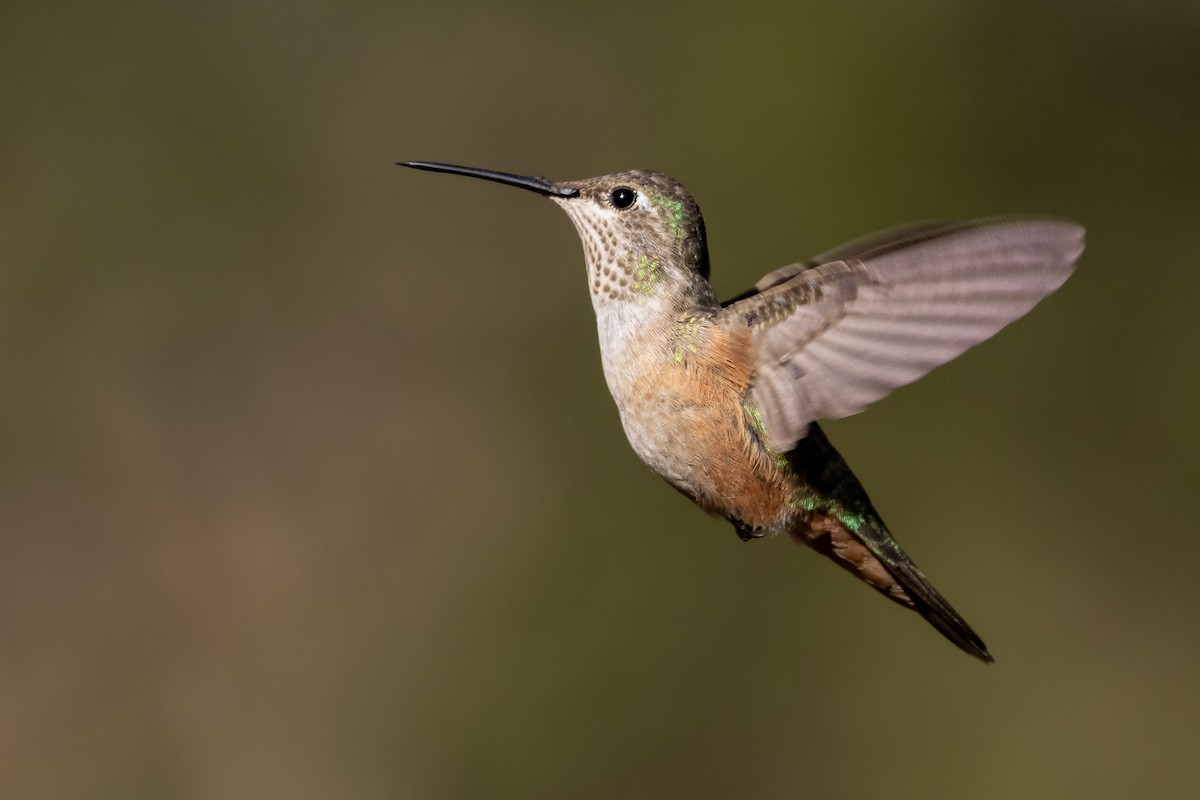 Broad-tailed Hummingbird - Martina Nordstrand