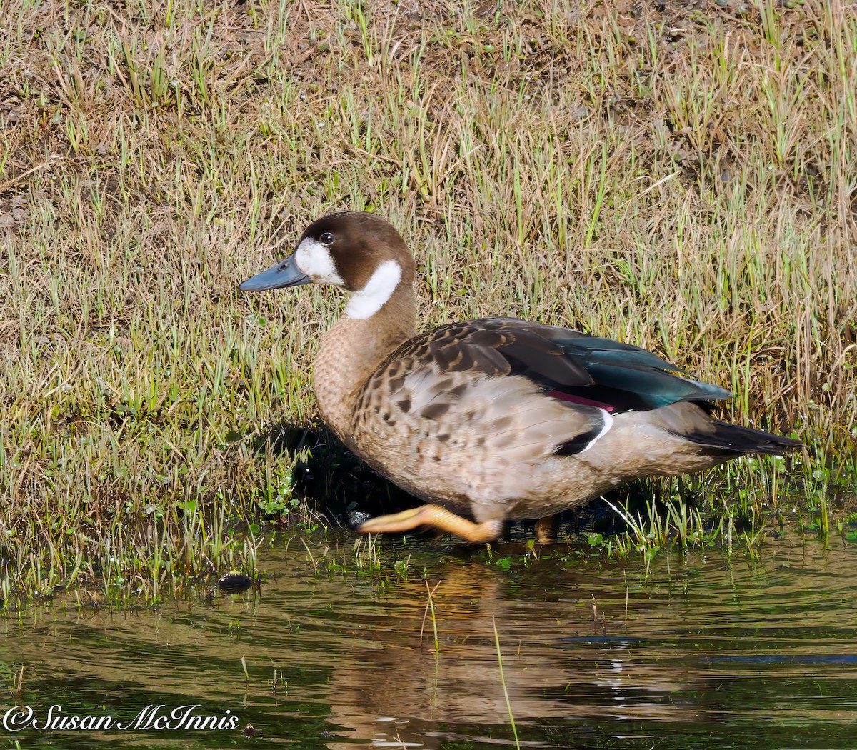 Spectacled Duck - ML612725991