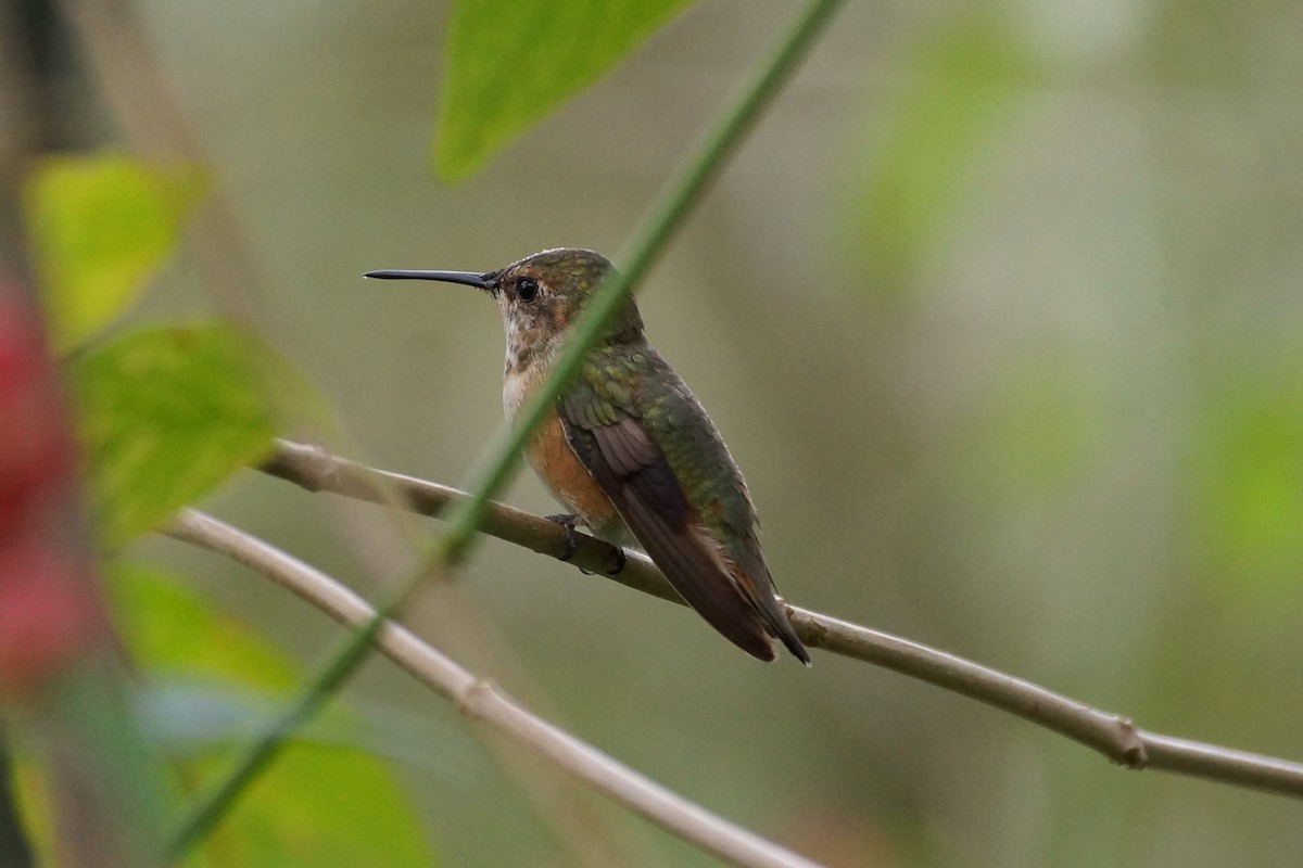 eBird Checklist 20 Dec 2023 Castellow Hammock Park 16 species