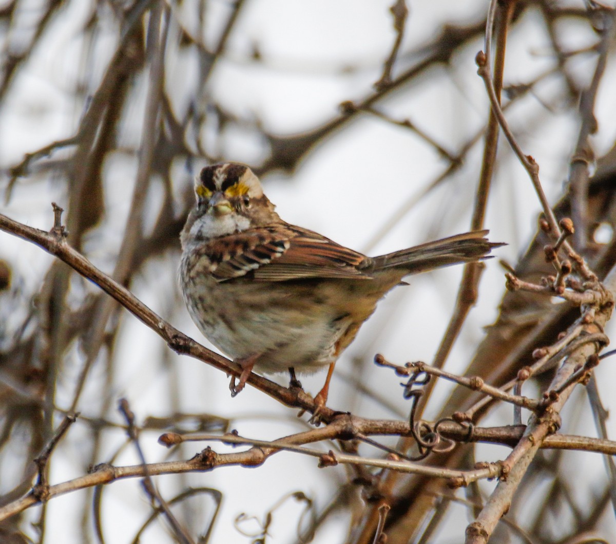 White-throated Sparrow - ML612726178