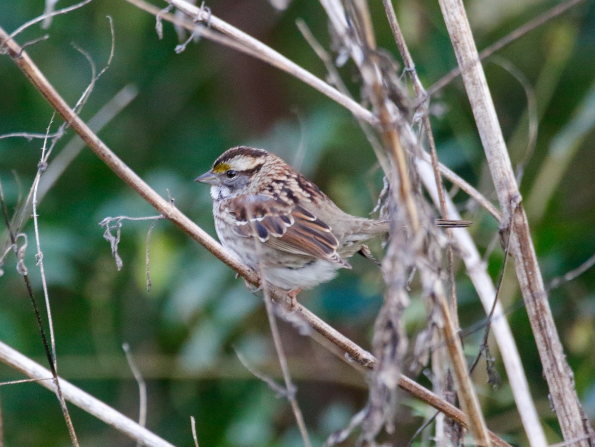 White-throated Sparrow - ML612726179