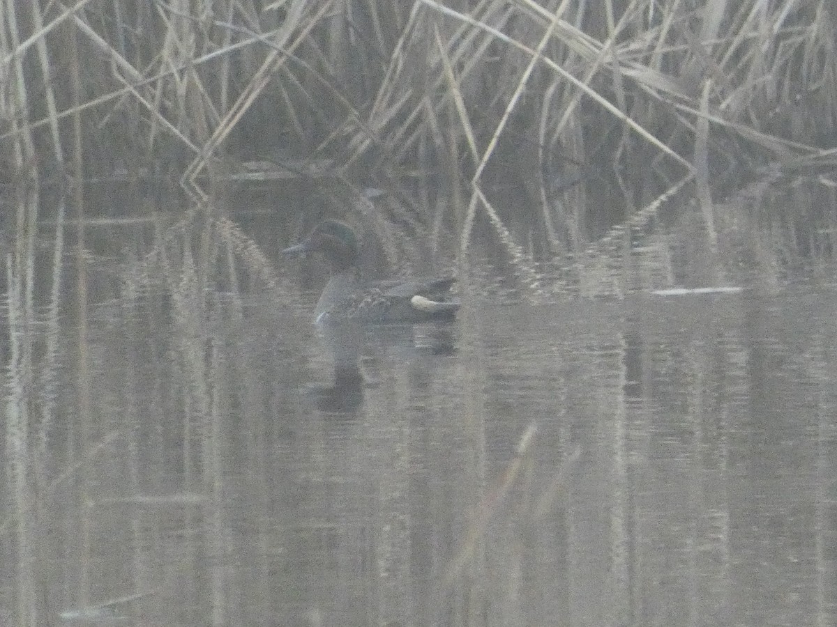 Green-winged Teal - ML612726398