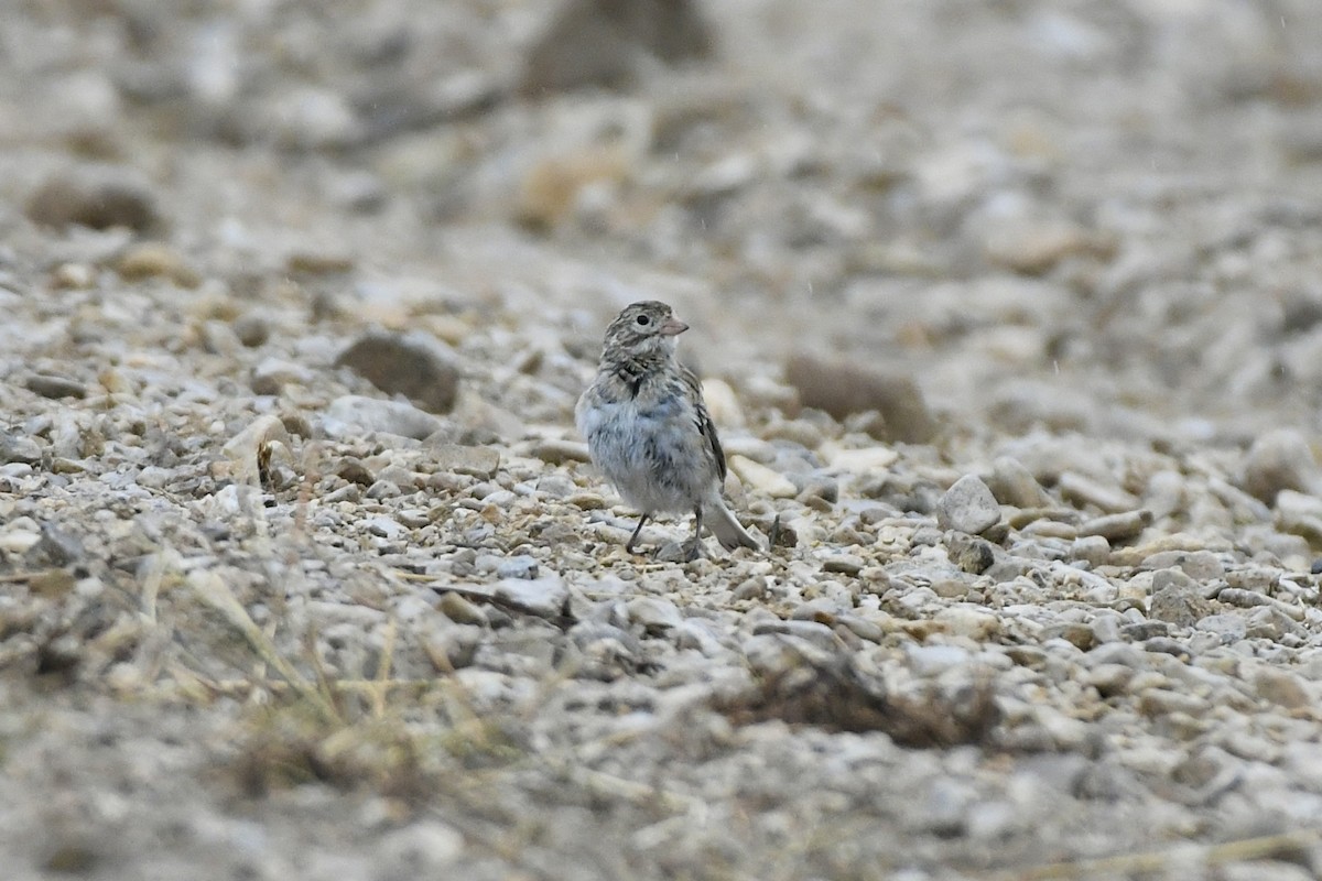 Thick-billed Longspur - ML612726612