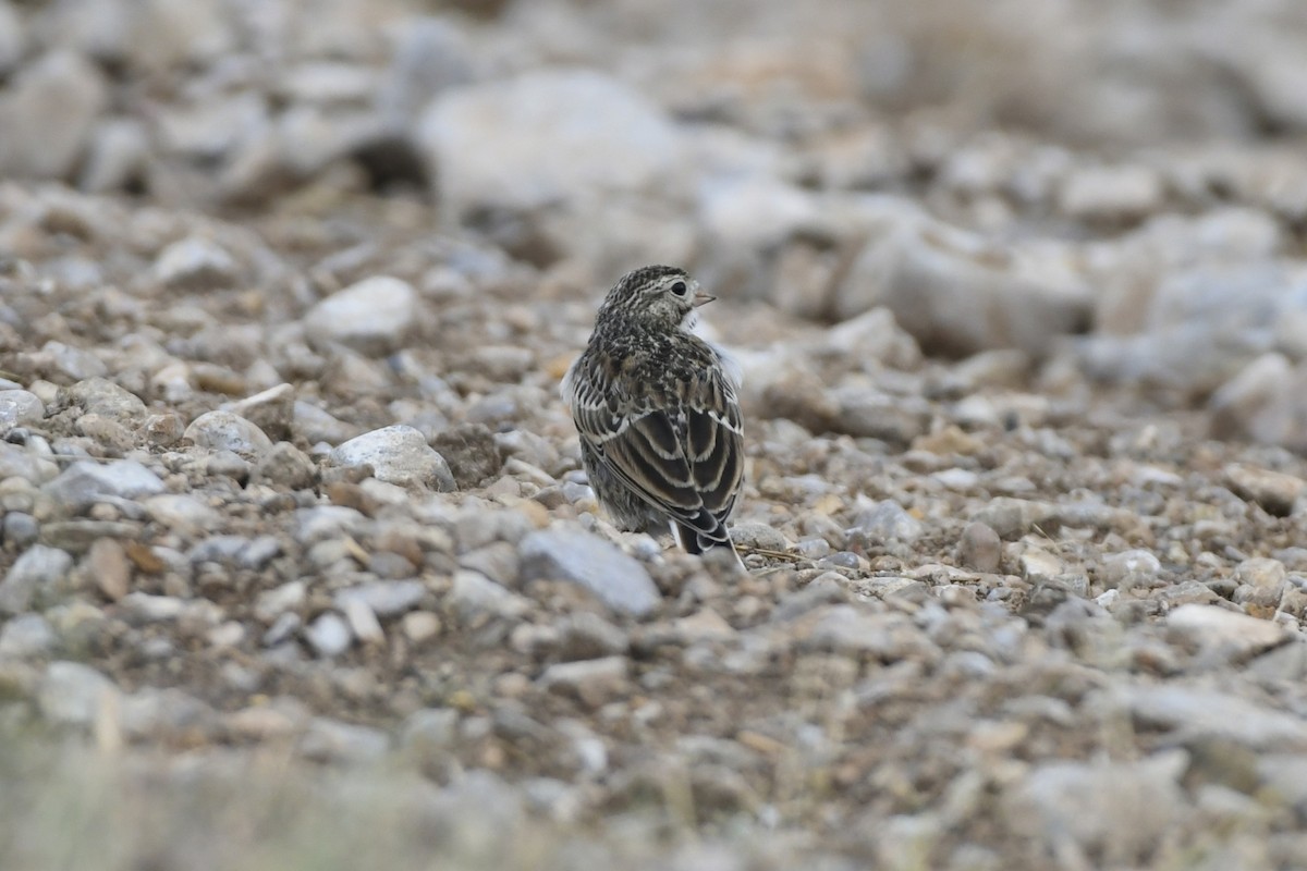 Thick-billed Longspur - ML612726614