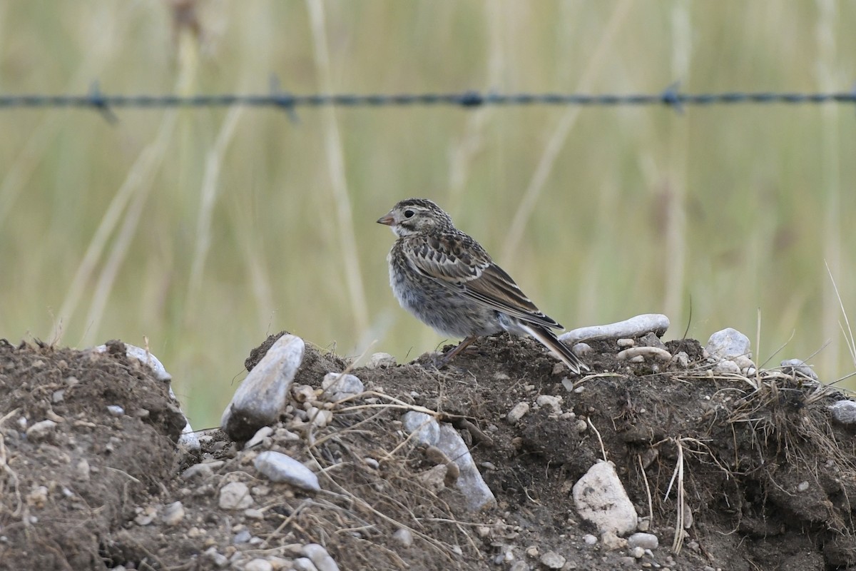 Thick-billed Longspur - ML612726615