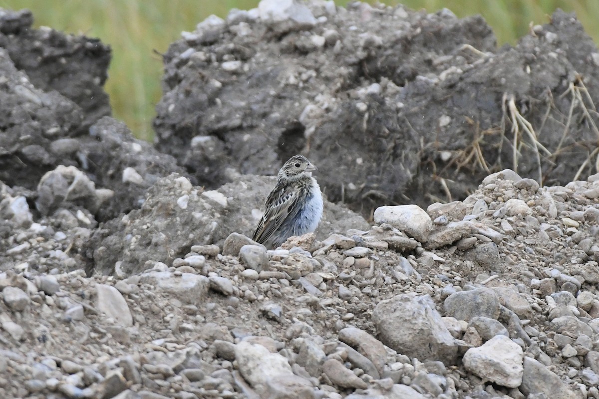 Thick-billed Longspur - ML612726616