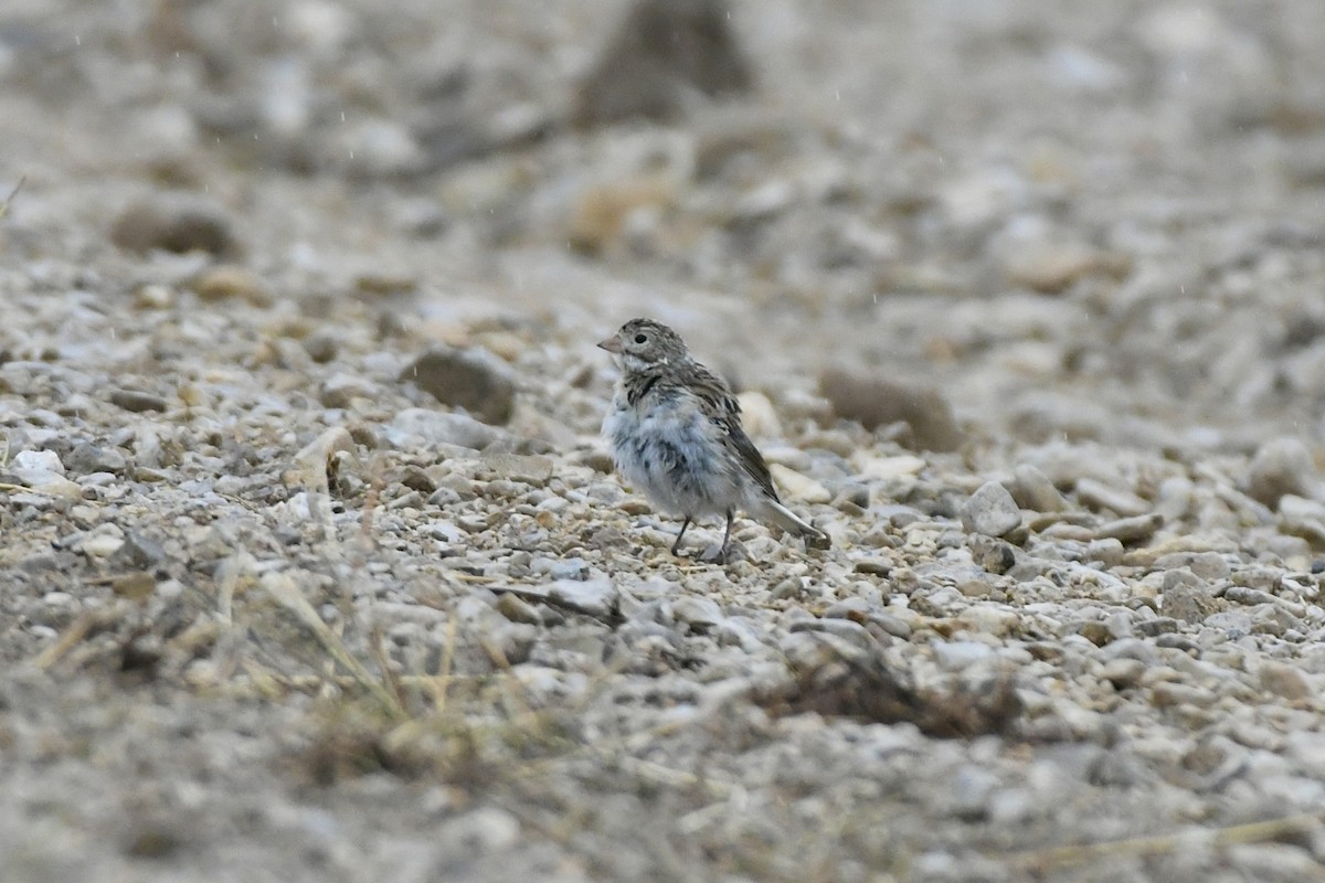 Thick-billed Longspur - ML612726617