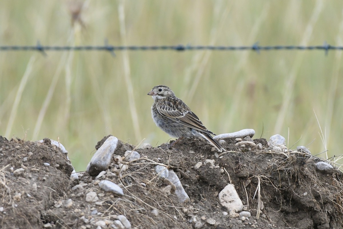Thick-billed Longspur - ML612726619