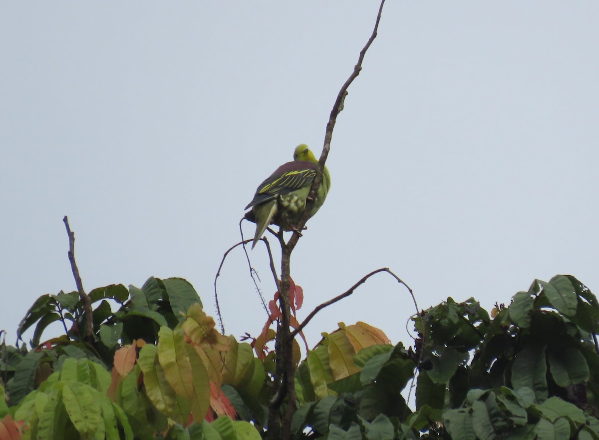 Sri Lanka Green-Pigeon - ML612726670