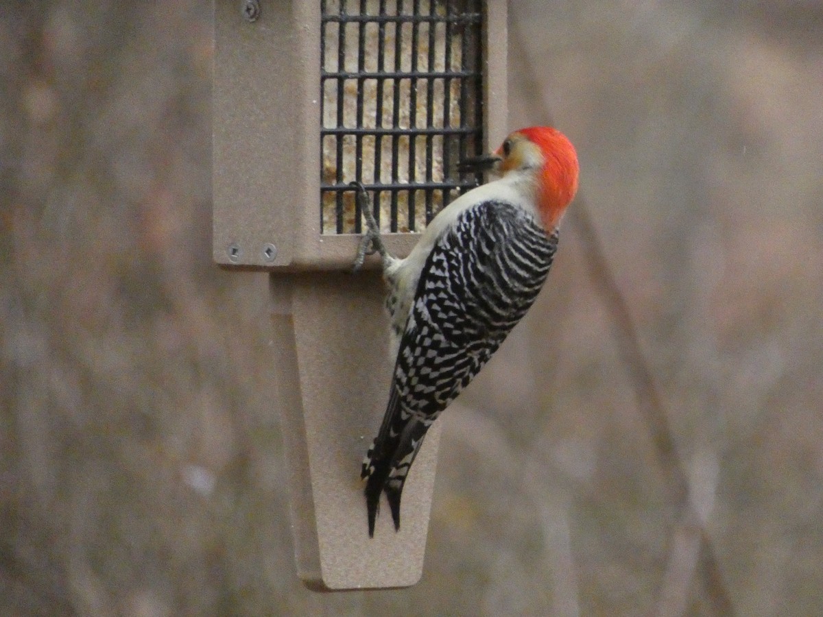 Red-bellied Woodpecker - ML612727168