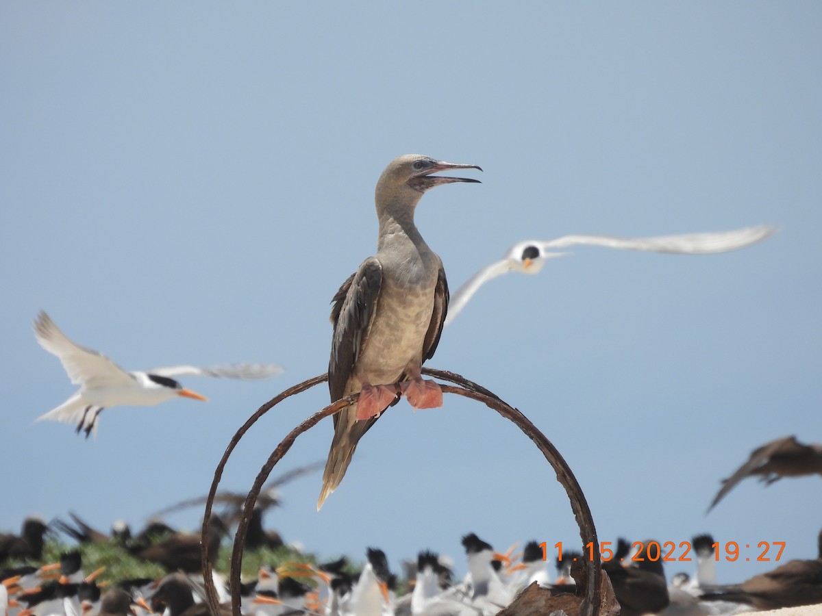 Red-footed Booby - ML612727573