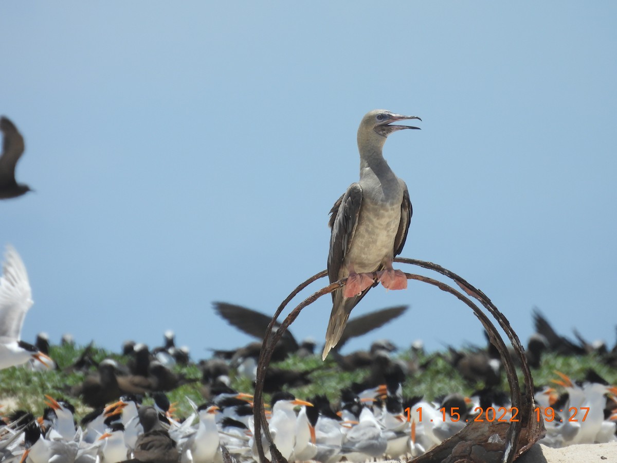 Red-footed Booby - ML612727574