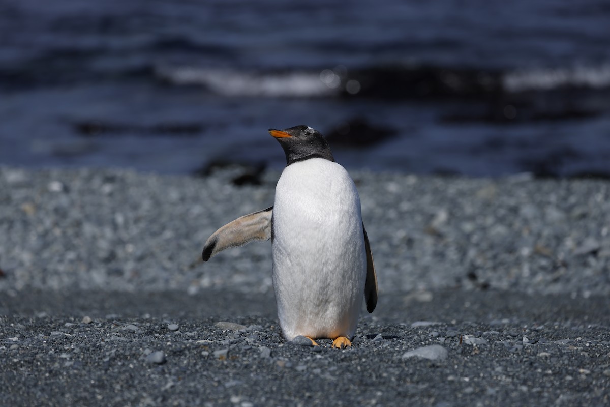 Gentoo Penguin - Dave Howes
