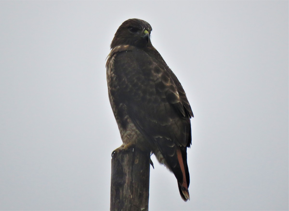 Red-tailed Hawk - ML612727667