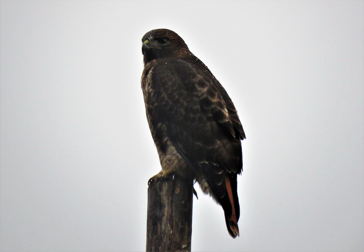 Red-tailed Hawk - ML612727668