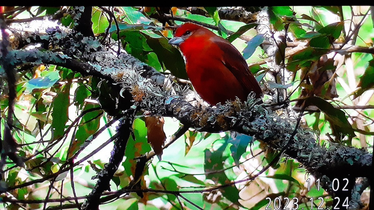 Hepatic Tanager - ML612727970