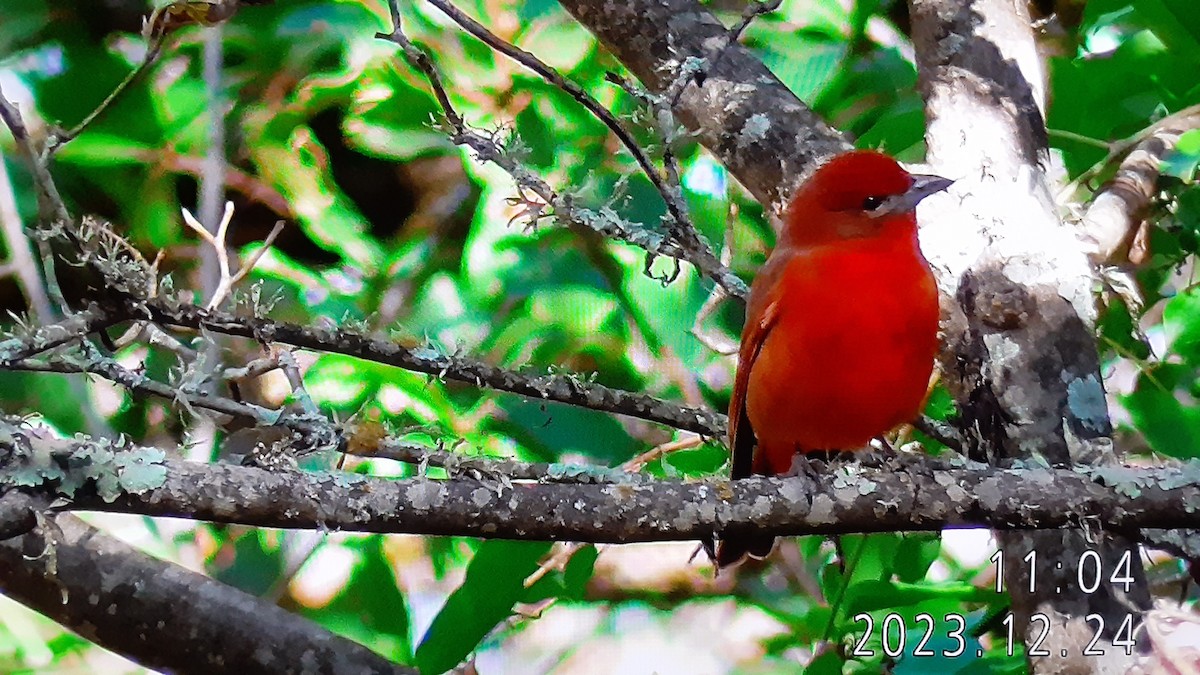 Hepatic Tanager - ML612727979