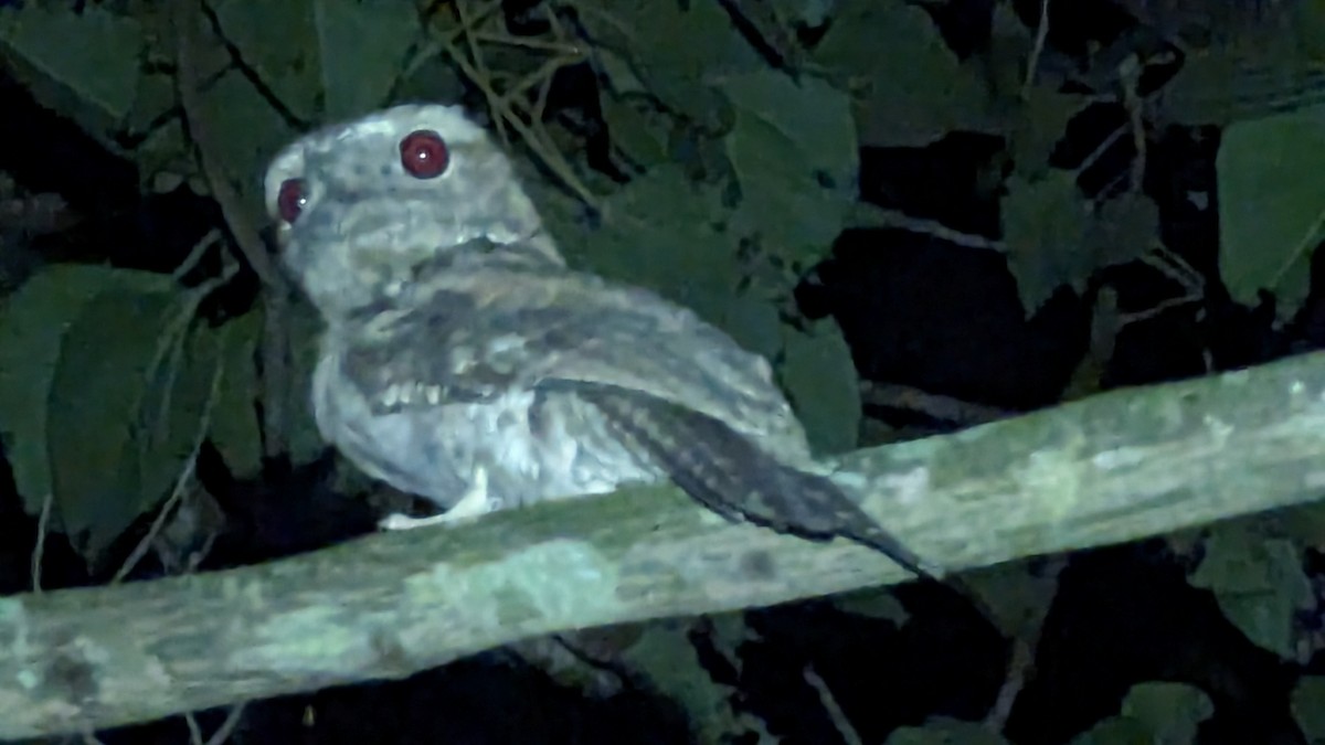 Papuan Frogmouth - ML612728067