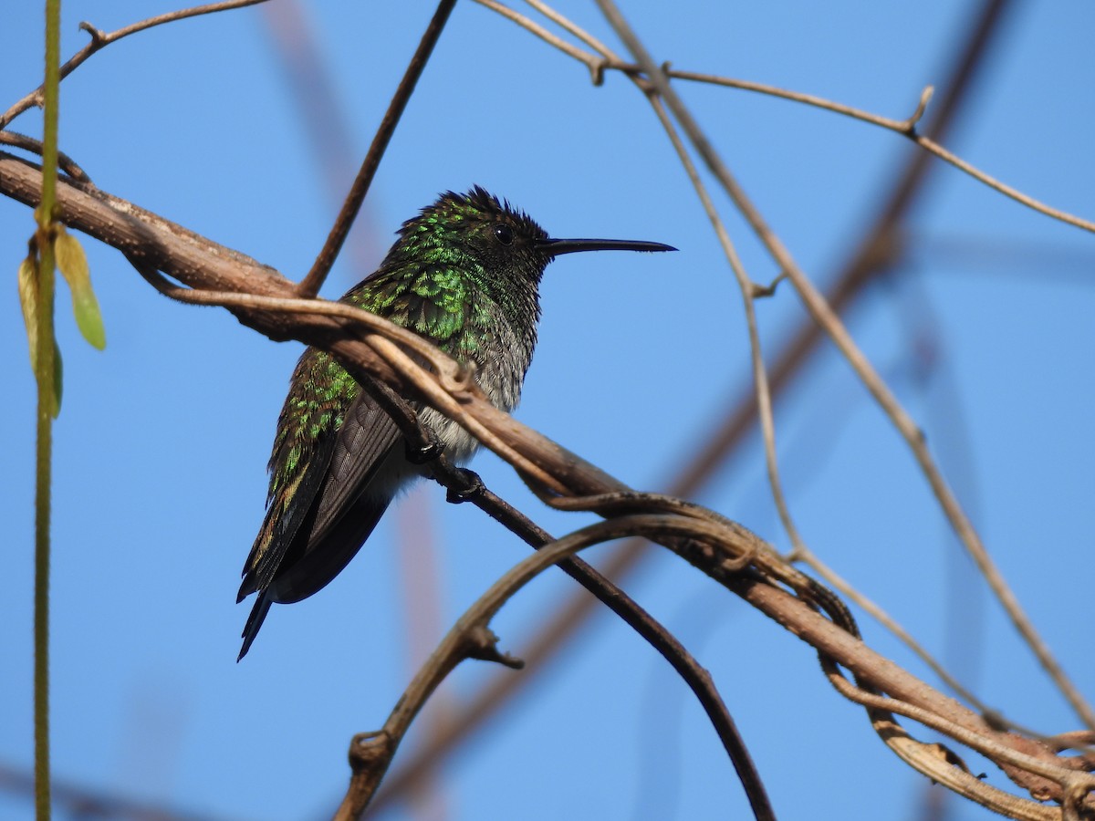 Shining-green Hummingbird - Leandro Niebles Puello