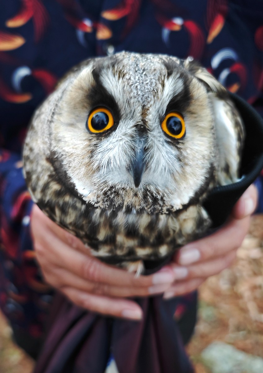 Long-eared Owl (Eurasian) - 浙江 重要鸟讯汇整