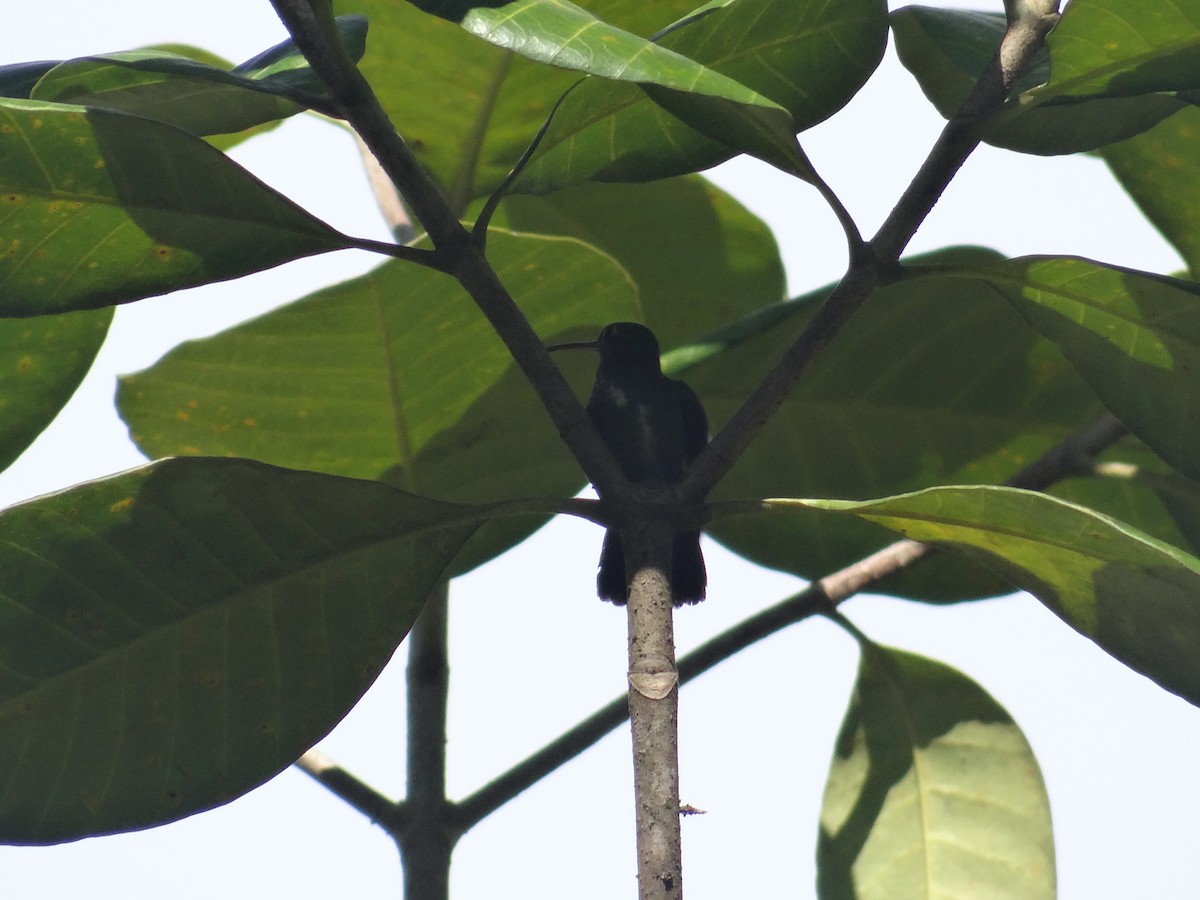 kolibřík tropický - ML612729995