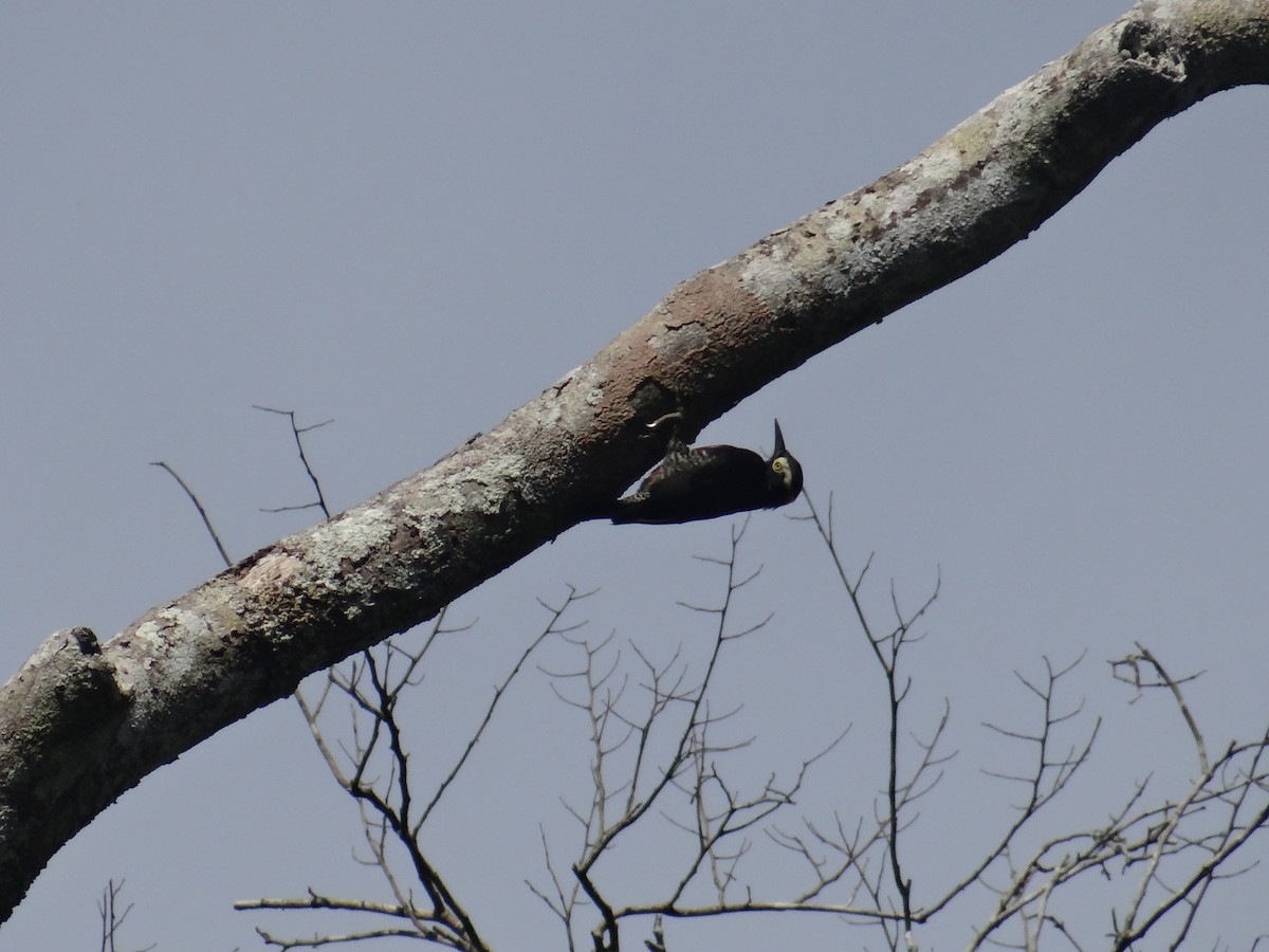 Yellow-tufted Woodpecker - ML612730052