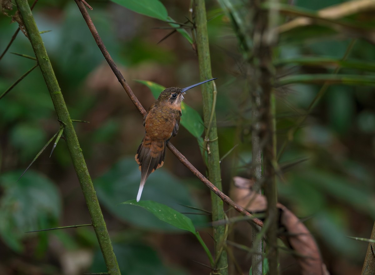 kolibřík olivohřbetý - ML612730214