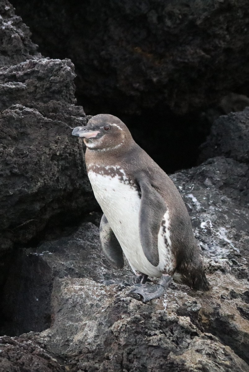 Galapagos Penguin - ML612730266
