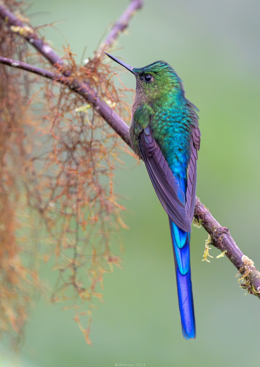 Violet-tailed Sylph - ML612730279