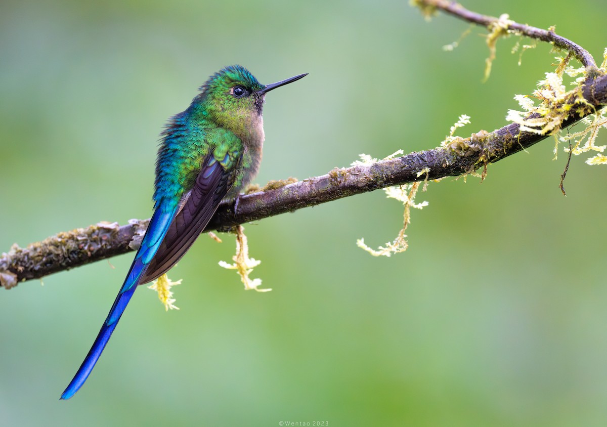 Violet-tailed Sylph - ML612730280