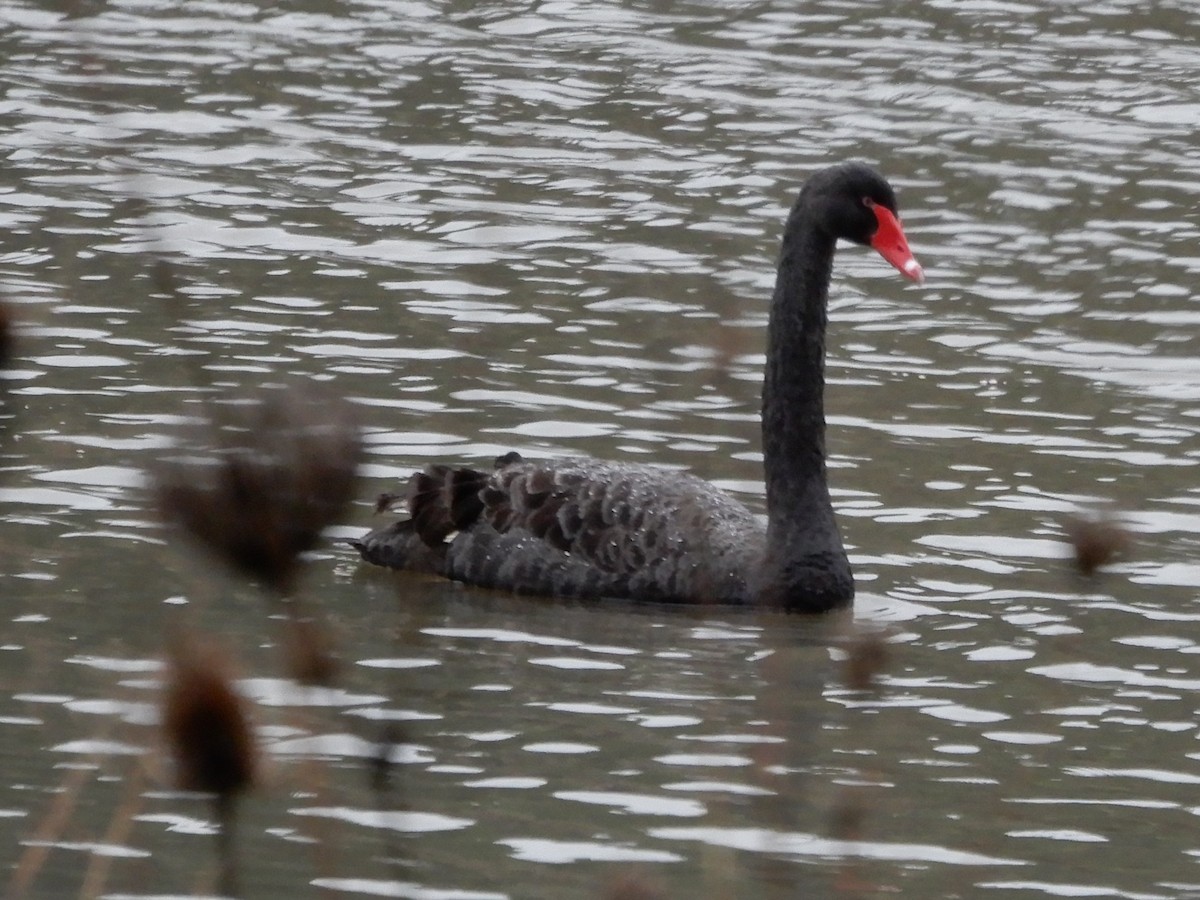Black Swan - ML612730467