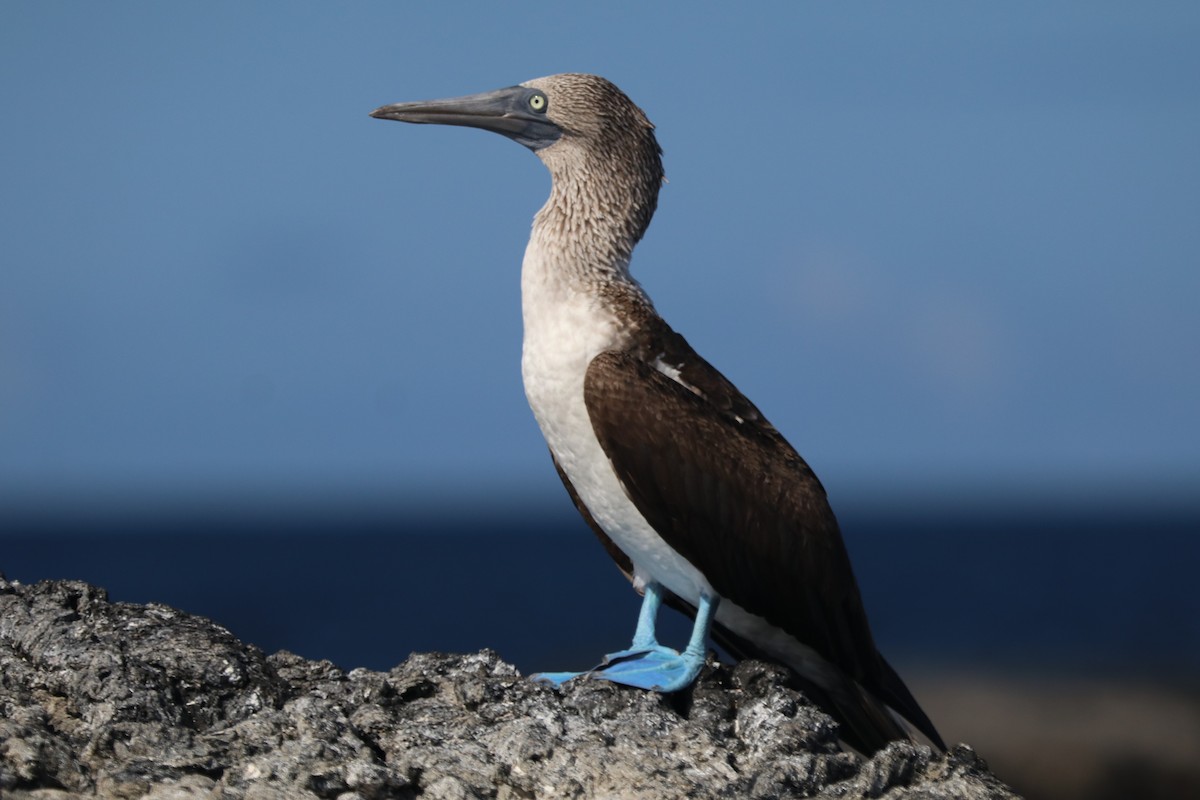Blue-footed Booby - Bob White