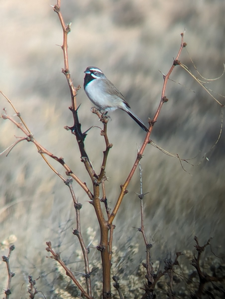 Black-throated Sparrow - ML612730883