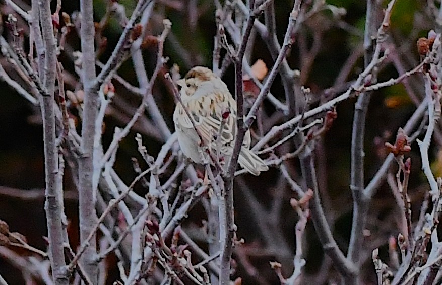 Clay-colored Sparrow - ML612731101