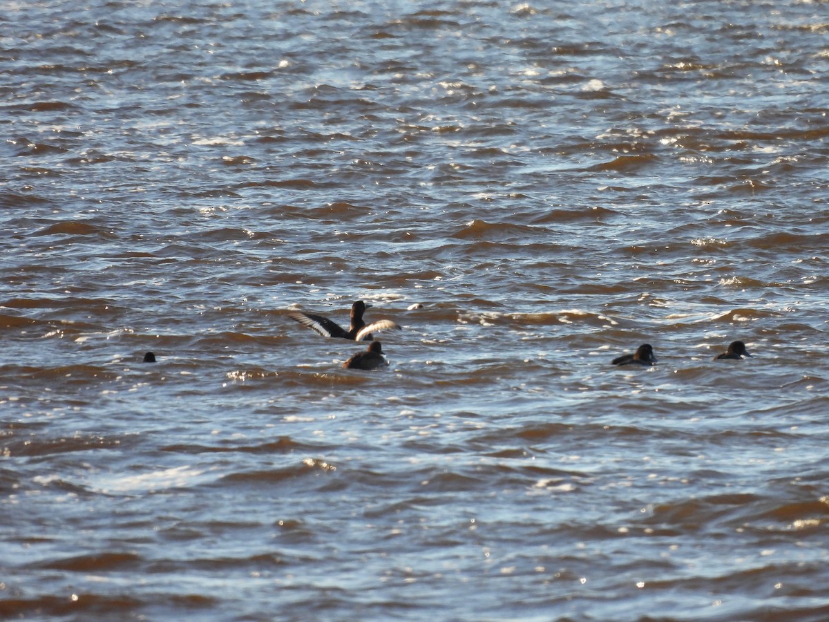 Greater Scaup - ML612731419