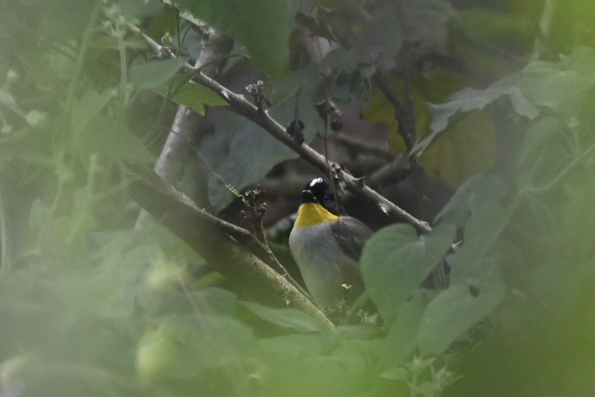 White-naped Brushfinch (Yellow-throated) - ML612731518