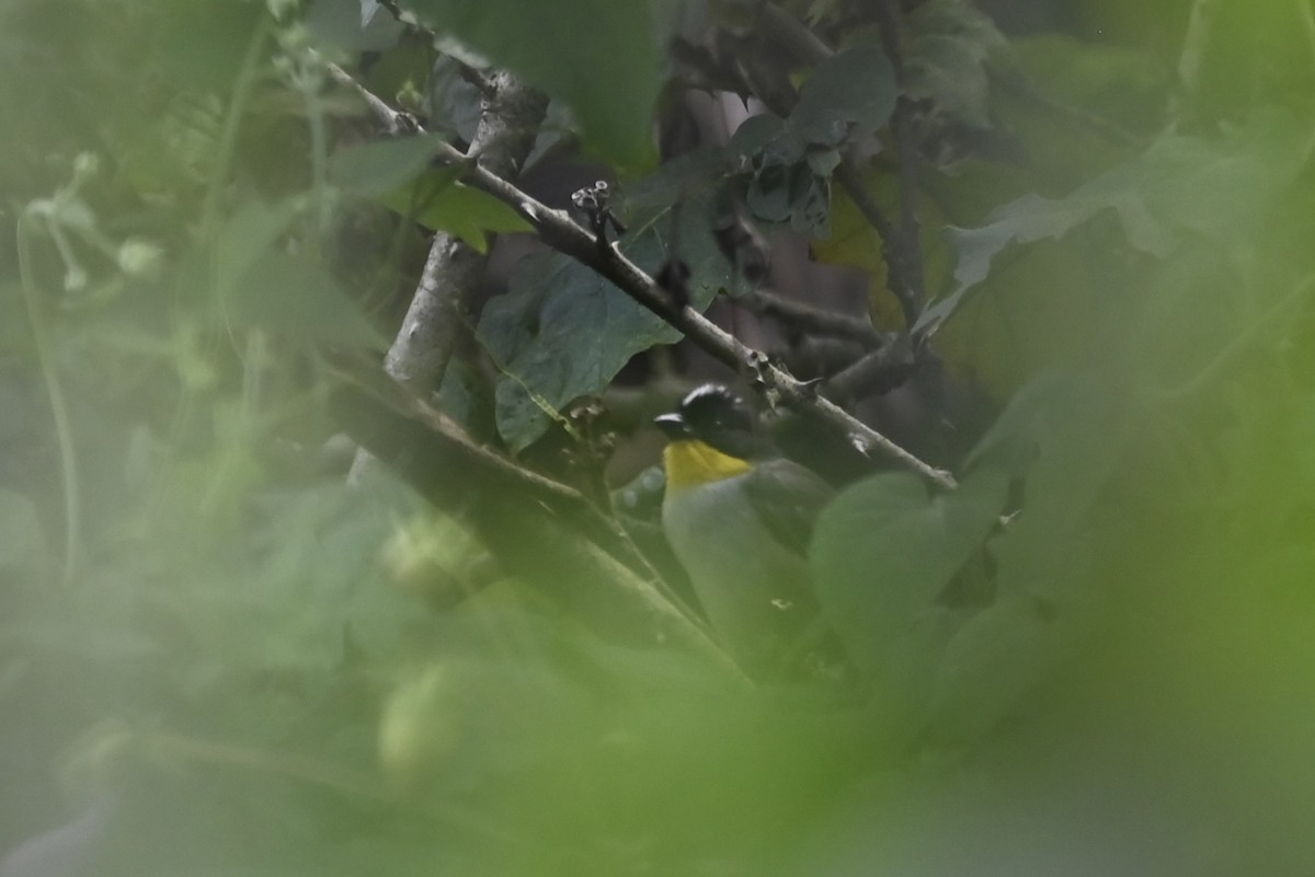 White-naped Brushfinch (Yellow-throated) - ML612731519