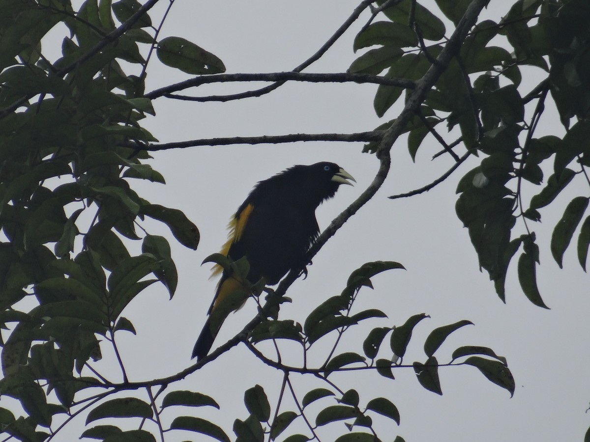 Yellow-rumped Cacique - ML612731529