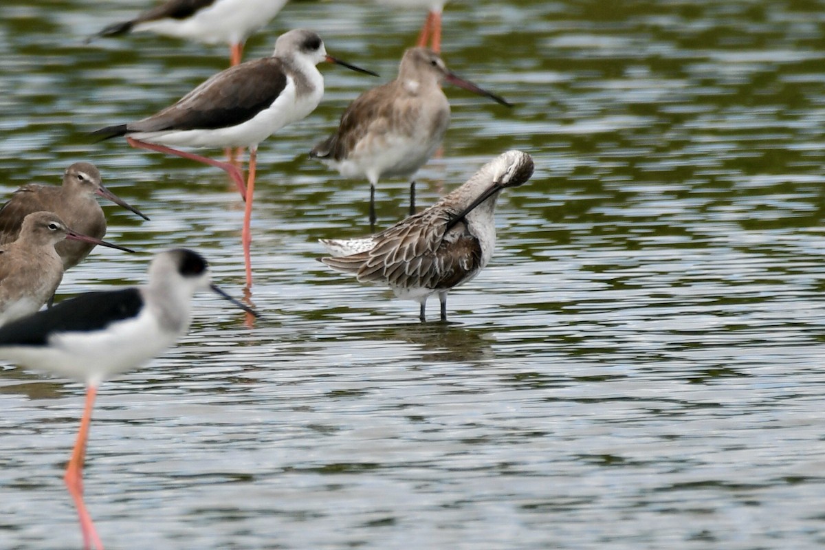 Asian Dowitcher - ML612731679