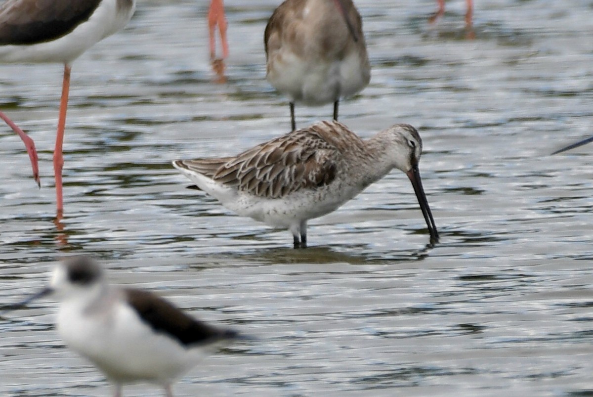 Asian Dowitcher - ML612731680