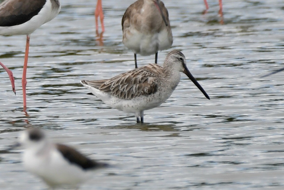 Asian Dowitcher - ML612731681
