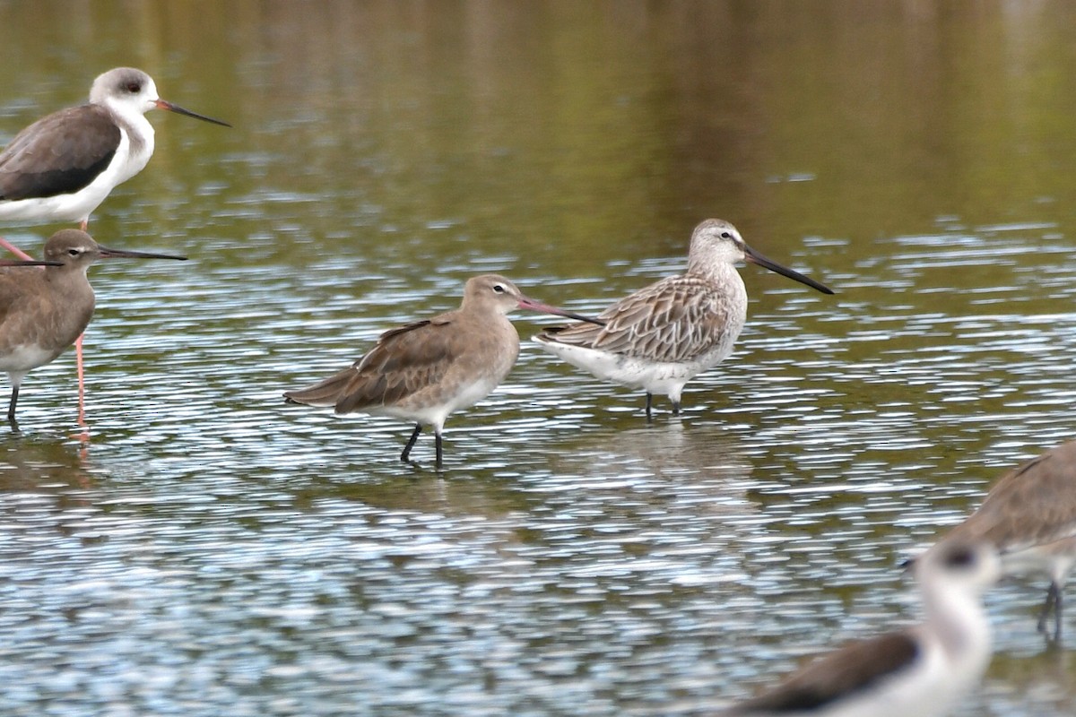 Asian Dowitcher - ML612731692