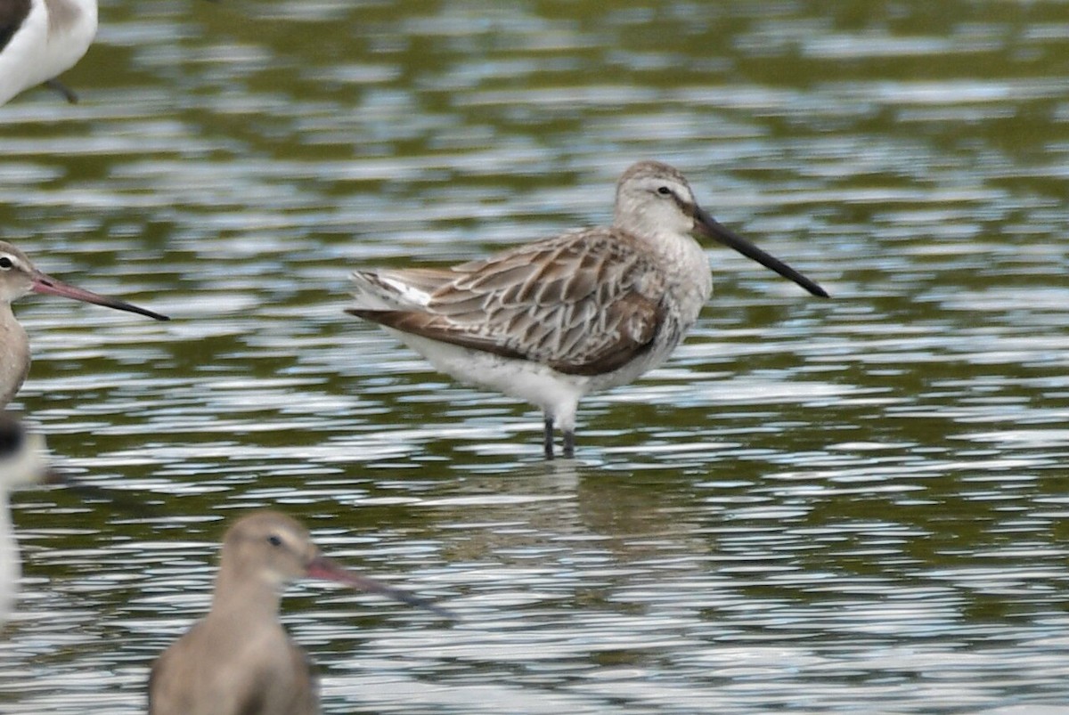 Asian Dowitcher - ML612731693