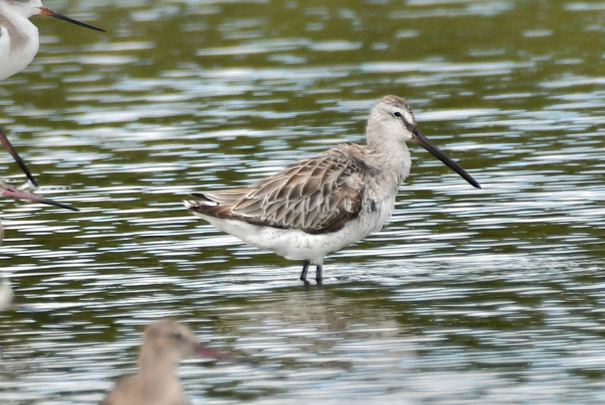 Asian Dowitcher - ML612731696