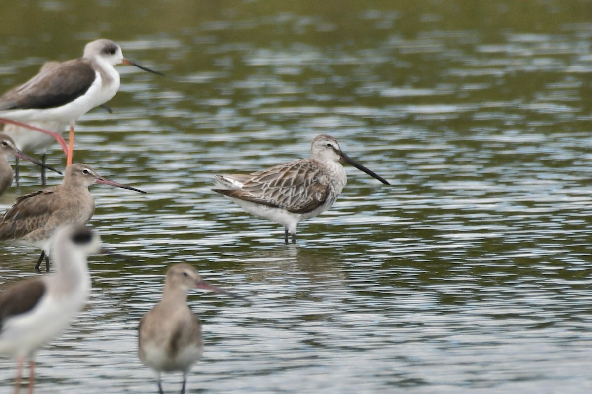 Asian Dowitcher - ML612731697