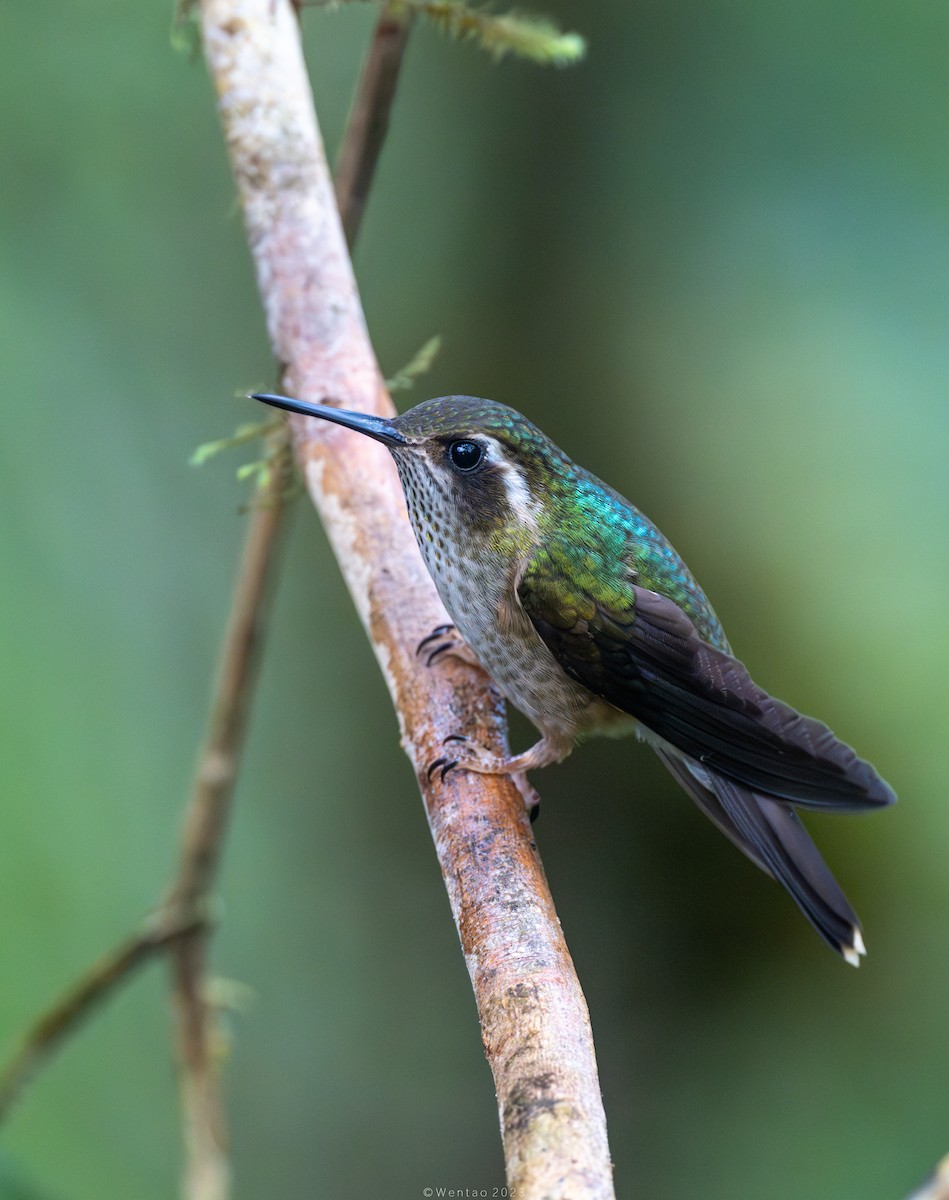 Speckled Hummingbird - Wentao Yang