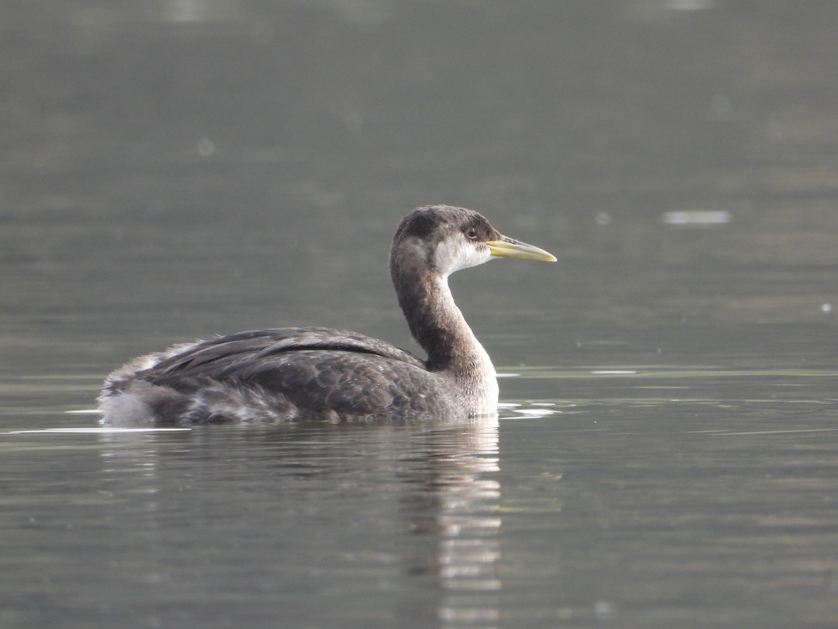 Red-necked Grebe - ML612732095