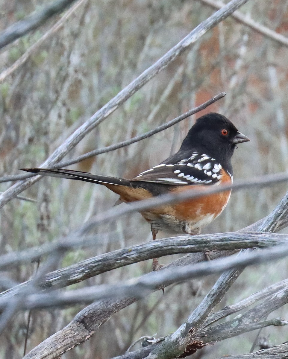 Spotted Towhee - ML612732451